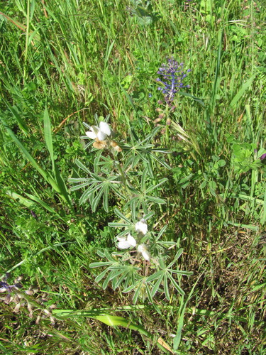 White lupin (Lupinus albus)