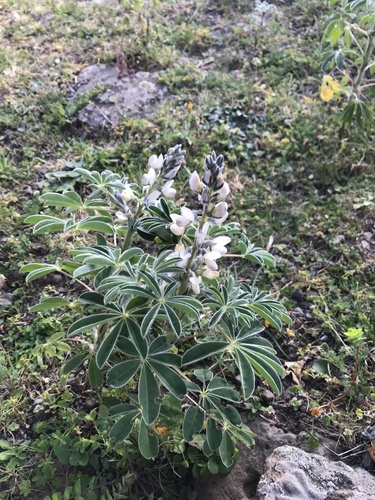 White lupin (Lupinus albus)