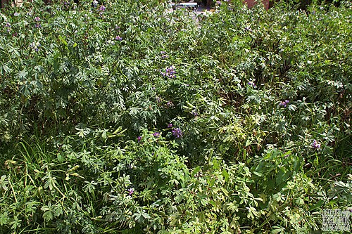 White lupin: Lupinus albus , altramuz, chocho, chorcho, entremozo, altramuz blanco, lupín blanco, lupino blanco, almorta