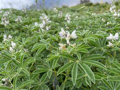White lupin (Lupinus albus)
