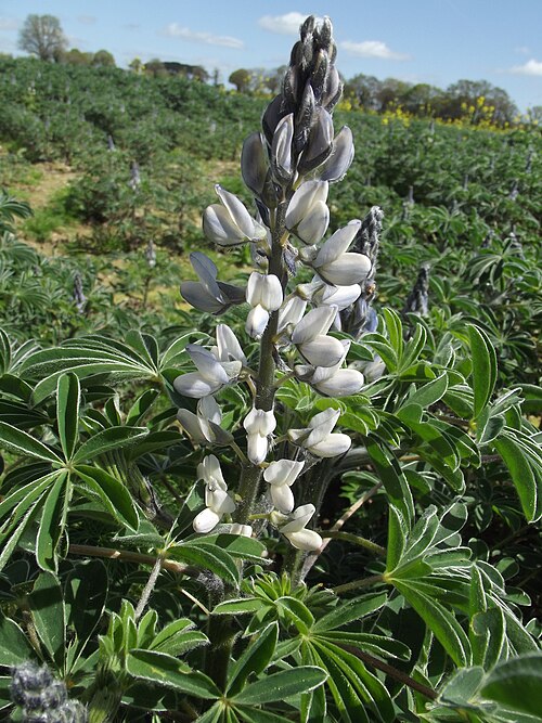 White lupin: *Lupinus albus L. [Détermination : Jean-Claude ECHARDOUR] Localisation : Nozay (44)