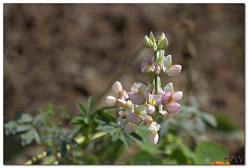 White lupin: Lupinus albus