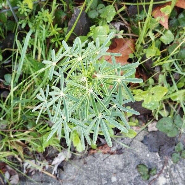 Narrowleaf lupine (Lupinus angustifolius)
