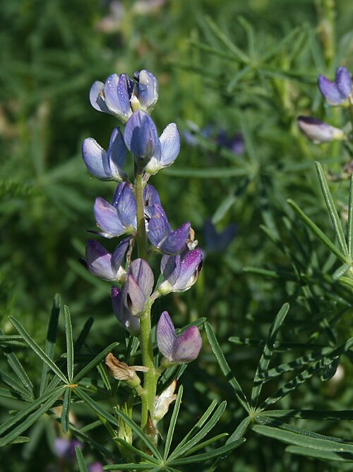 Narrowleaf lupine: Lupinus angustifolius in Israel, Pardes Hanna