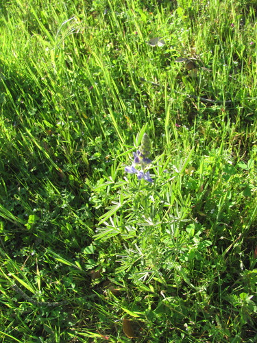 Narrowleaf lupine (Lupinus angustifolius)