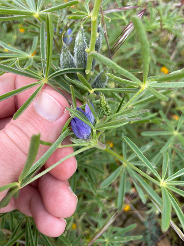 Narrowleaf lupine (Lupinus angustifolius)