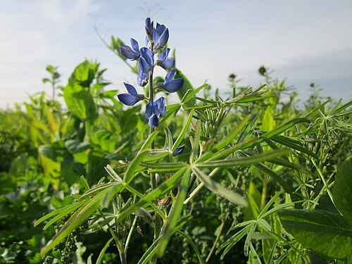 Narrowleaf lupine: Wildlupine ( Lupinus angustifolius ) in einem Sonnenblumenfeld bei Neulußheim