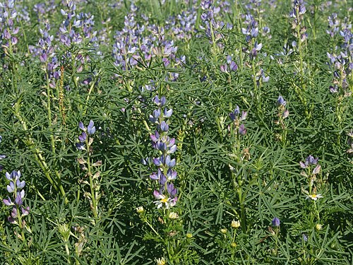Narrowleaf lupine: Lupinus angustifolius in Israel