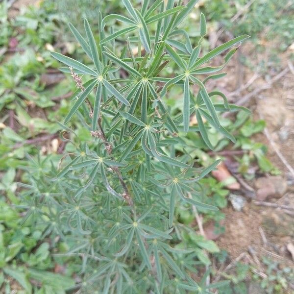 Narrowleaf lupine (Lupinus angustifolius)