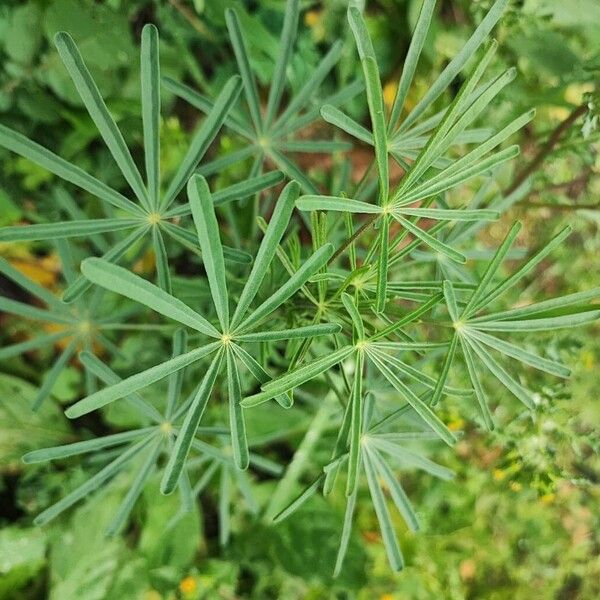Narrowleaf lupine (Lupinus angustifolius)