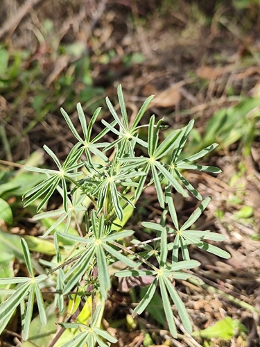 Narrowleaf lupine (Lupinus angustifolius)