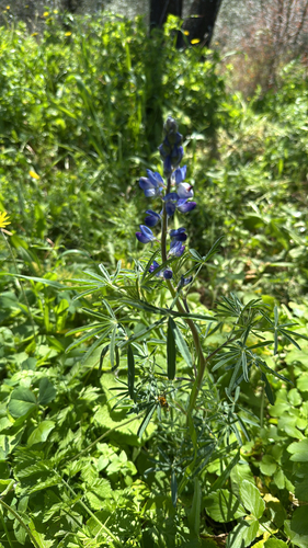 Narrowleaf lupine (Lupinus angustifolius)