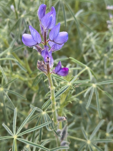 Narrowleaf lupine (Lupinus angustifolius)