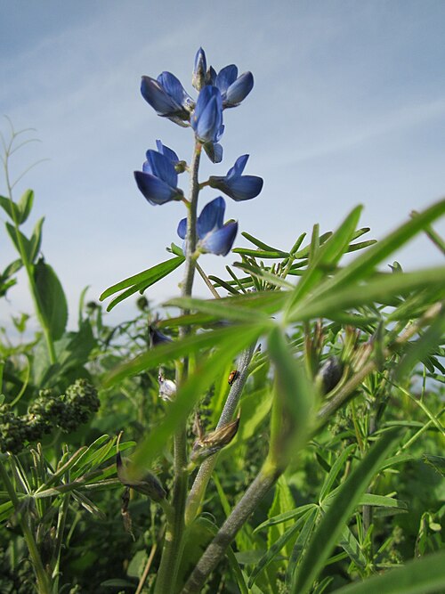 Narrowleaf lupine: Wildlupine (Lupinus angustifolius) in einem Sonnenblumenfeld bei Neulußheim