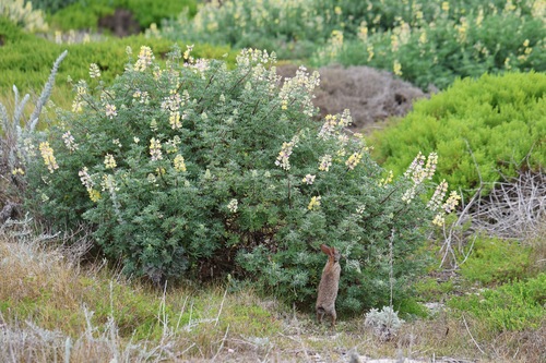 Yellow bush lupine (Lupinus arboreus)