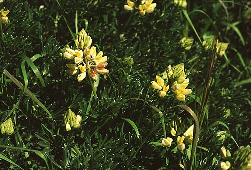 Yellow bush lupine: Lupinus arboreus , Hülsenfrüchtler (Fabaceae), Faboideae - USA, Kalifornien/California: Point Reyes National Seashore, beim Leuchtturm/next to the lighthouse