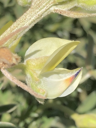 Yellow bush lupine (Lupinus arboreus)
