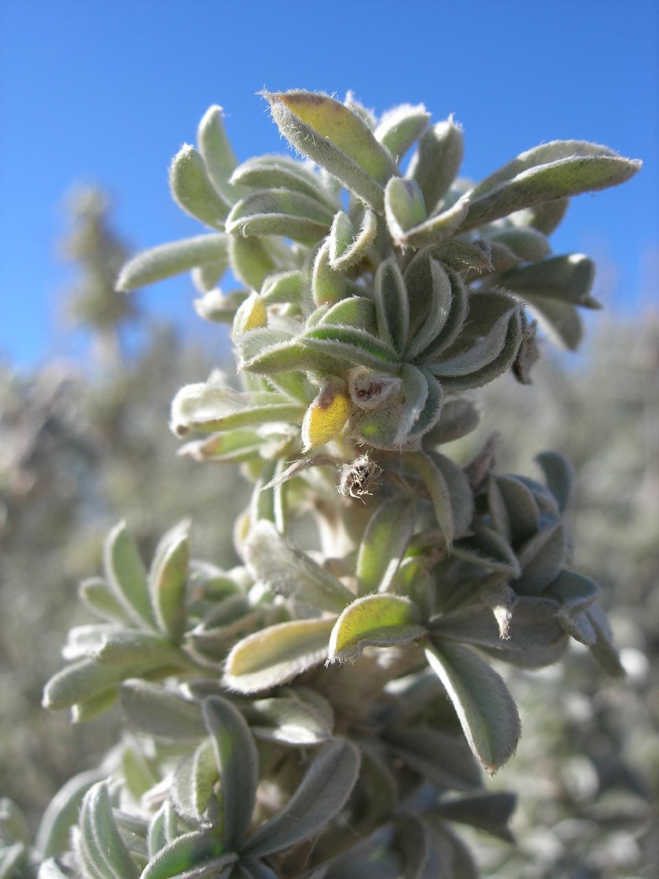 Yellow bush lupine: Lupinus arboreus . In the Guadalupe Dunes , southern San Luis Obispo County, California .