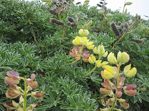 Yellow bush lupine: Lupinus arboreus