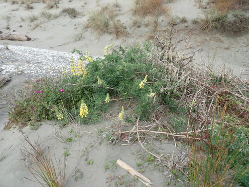 Yellow bush lupine (Lupinus arboreus)