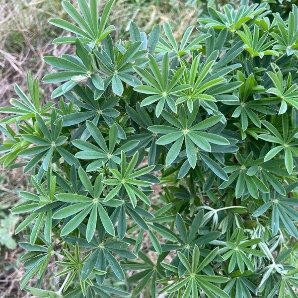Yellow bush lupine (Lupinus arboreus)
