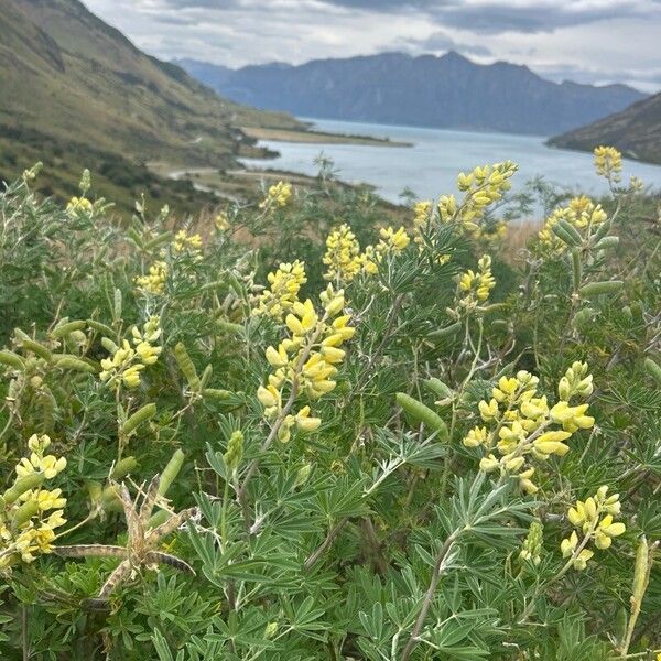 Yellow bush lupine (Lupinus arboreus)