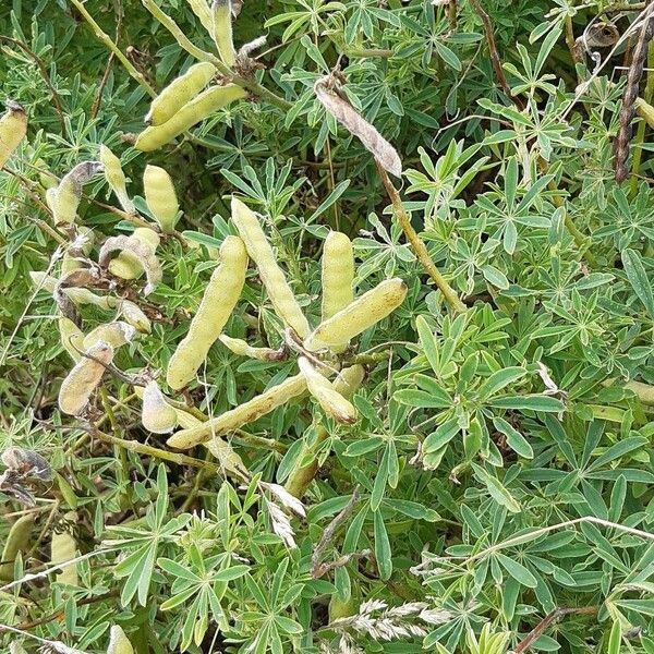 Yellow bush lupine (Lupinus arboreus)