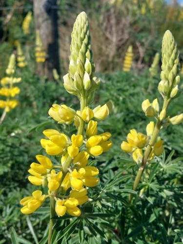 Yellow bush lupine (Lupinus arboreus)