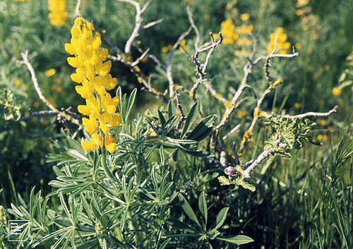 European yellow lupine: Topas Mountain Ecology of deserts
