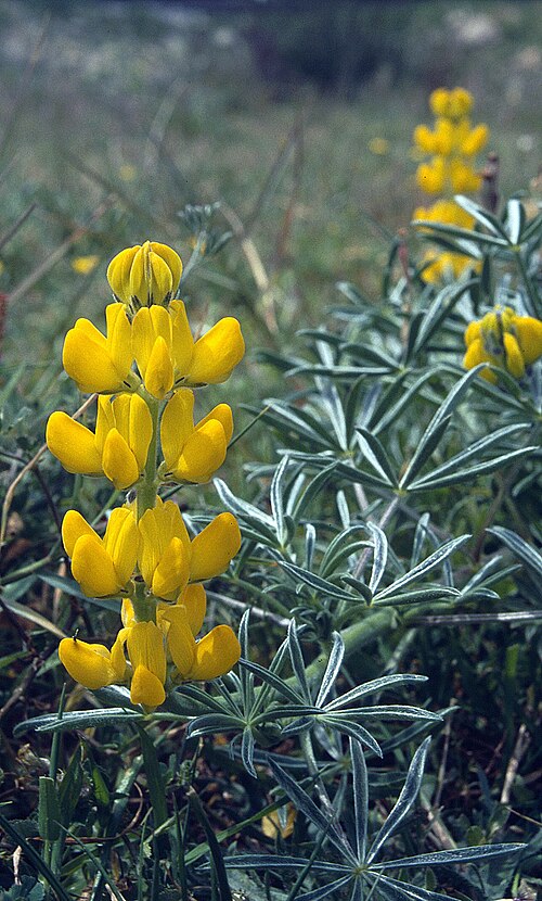 European yellow lupine: Lupinus luteus, Andalusien