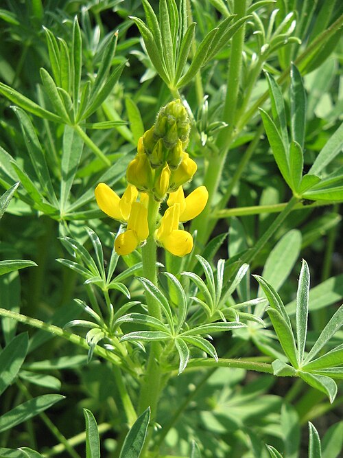 European yellow lupine: Lupinus luteus close-up