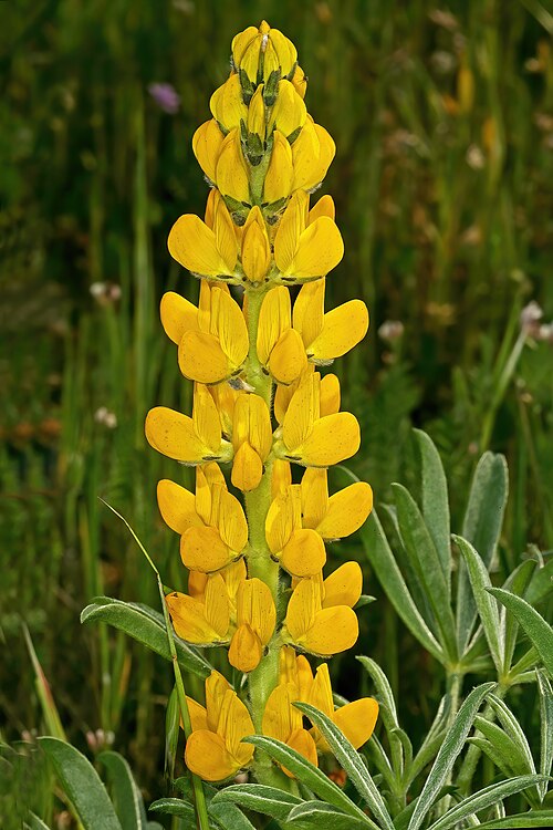 European yellow lupine: Lupinus luteus , inflorescence; naturalised herb, open area in Wolseley, Western Cape, South Africa