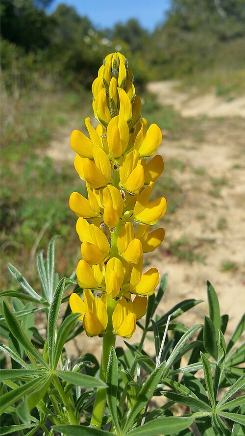 European yellow lupine: Gelbe LUPINE (Lupinus luteus) Portugal, Algarve. Fundort: In der Nähe vom Praia de Boião