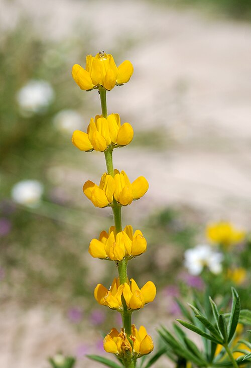 European yellow lupine: Flowers of a Yellow Lupin