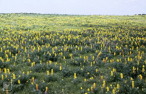 European yellow lupine: Topas Mountain Ecology of deserts
