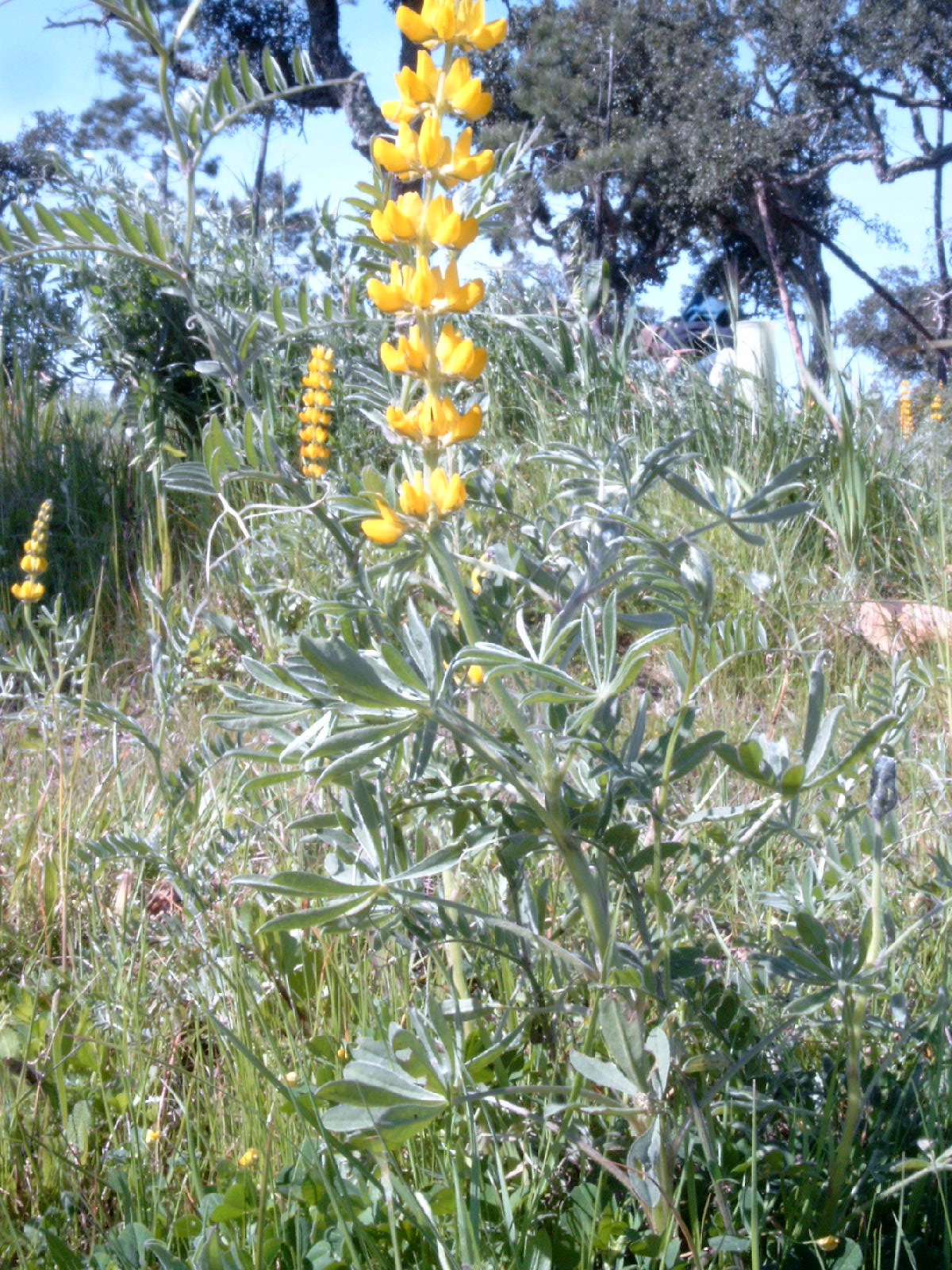 European yellow lupine: Species Lupinus luteus Familia Fabaceae Taken in Portugal, Algarve, by Carsten Niehaus in March 2004 Lupinus luteus