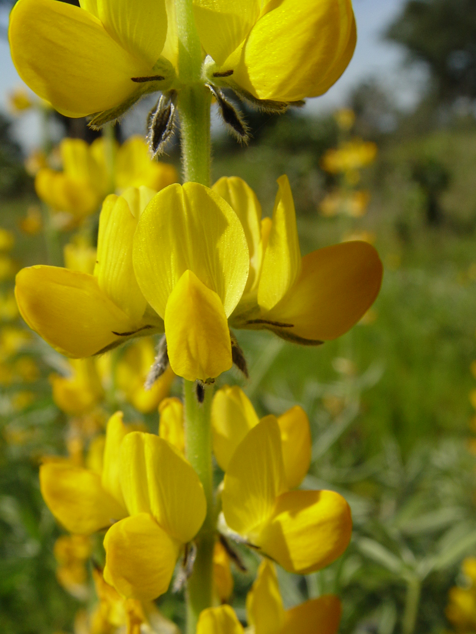 European yellow lupine (Lupinus luteus)