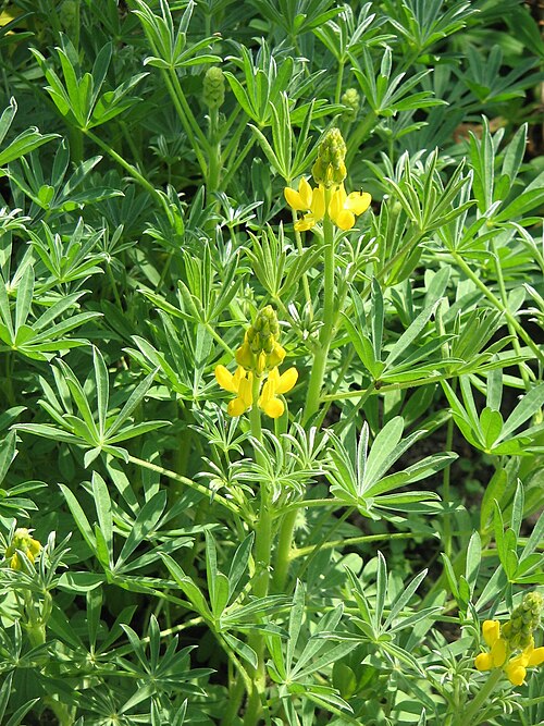 European yellow lupine: Lupinus luteus