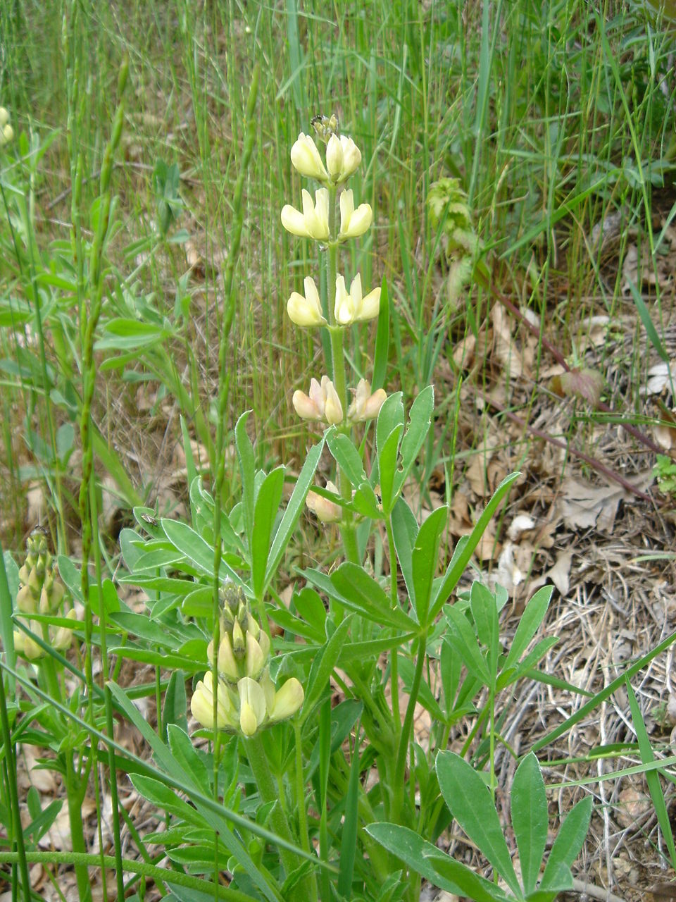 European yellow lupine: Lupinus luteus