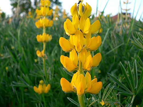 European yellow lupine: altramus amarelo