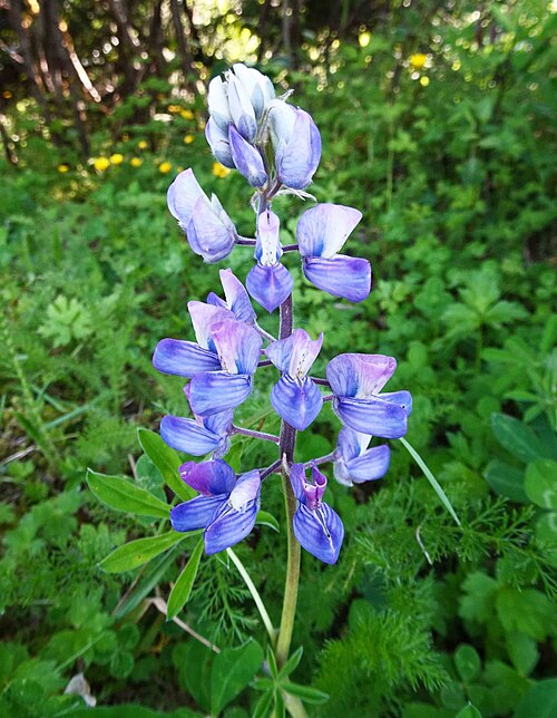 Nootka lupine: 羽扇豆屬 Lupinus nootkatensis [美國阿拉斯加 Juneau Mendenhall Glacier, Alaska]