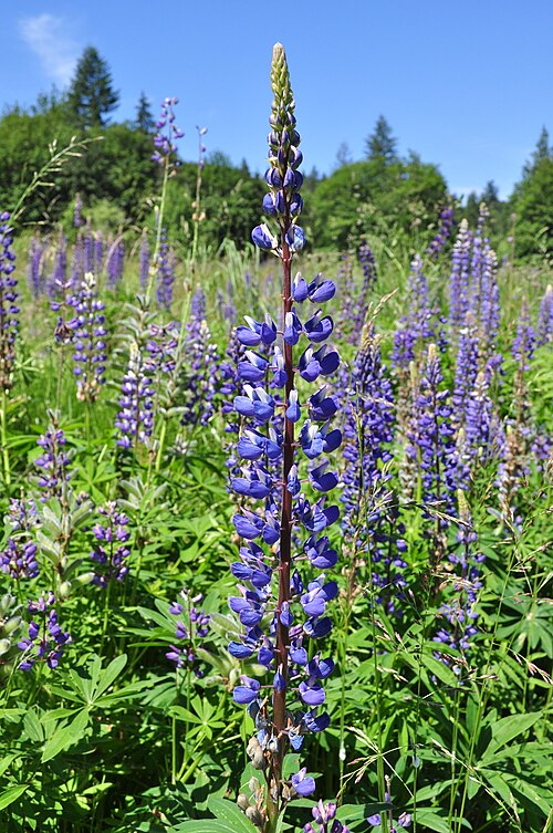 Bigleaf lupine: Photo taken during Cascadia Wikimedians 2016 Memorial Day hike at Evans Creek Preserve, Sammamish, Washington, U.S. This was loosely (though unofficially) a "Wi