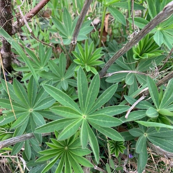 Bigleaf lupine (Lupinus polyphyllus)