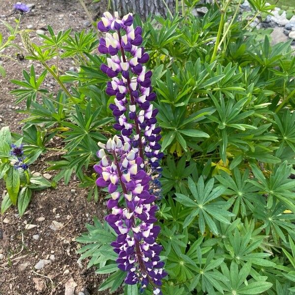 Bigleaf lupine (Lupinus polyphyllus)