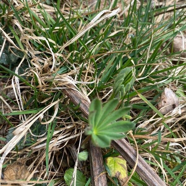 Bigleaf lupine (Lupinus polyphyllus)