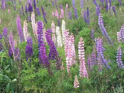 Bigleaf lupine