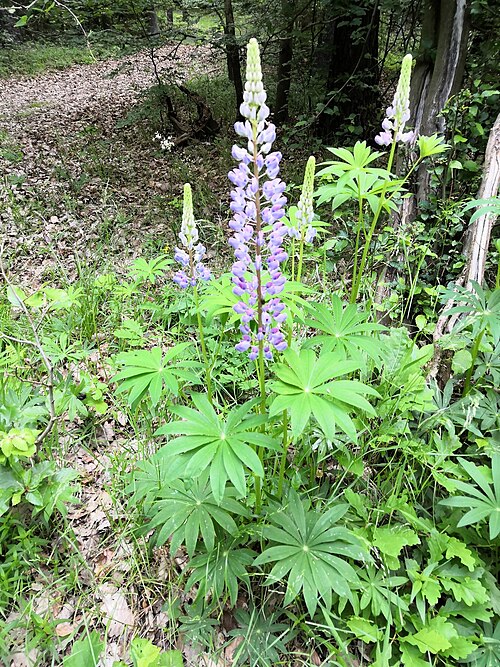 Bigleaf lupine: Large-leaved lupine