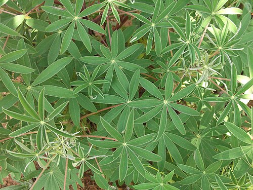 Bigleaf lupine: Shrub,silver palmate leaves,flower dark pink to violet.