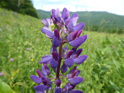 Bigleaf lupine (Lupinus polyphyllus)
