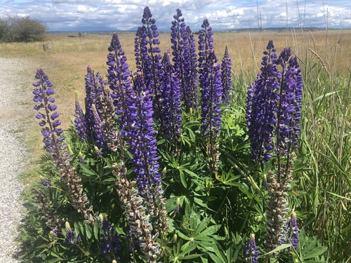 Bigleaf lupine (Lupinus polyphyllus)